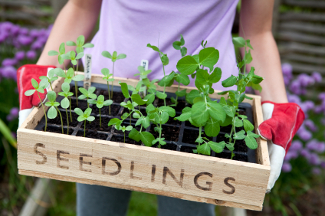 Seedlings